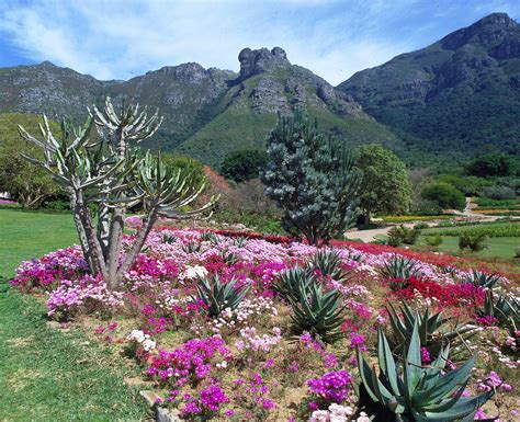 botanischer garten kirstenbosch fotos|Tierwelt Fotogalerien 